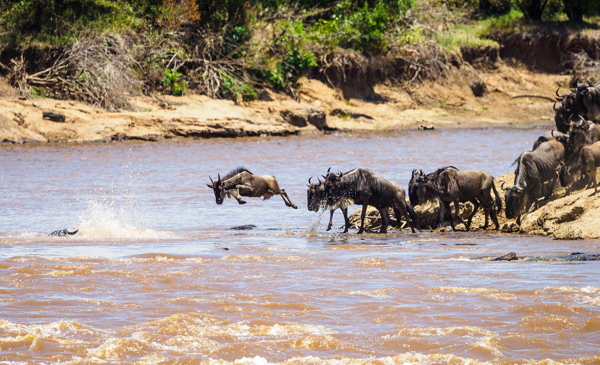 Wildebeest leaping into the Mara River
